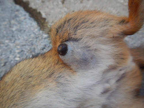 Squirrel Bot Fly photo 2