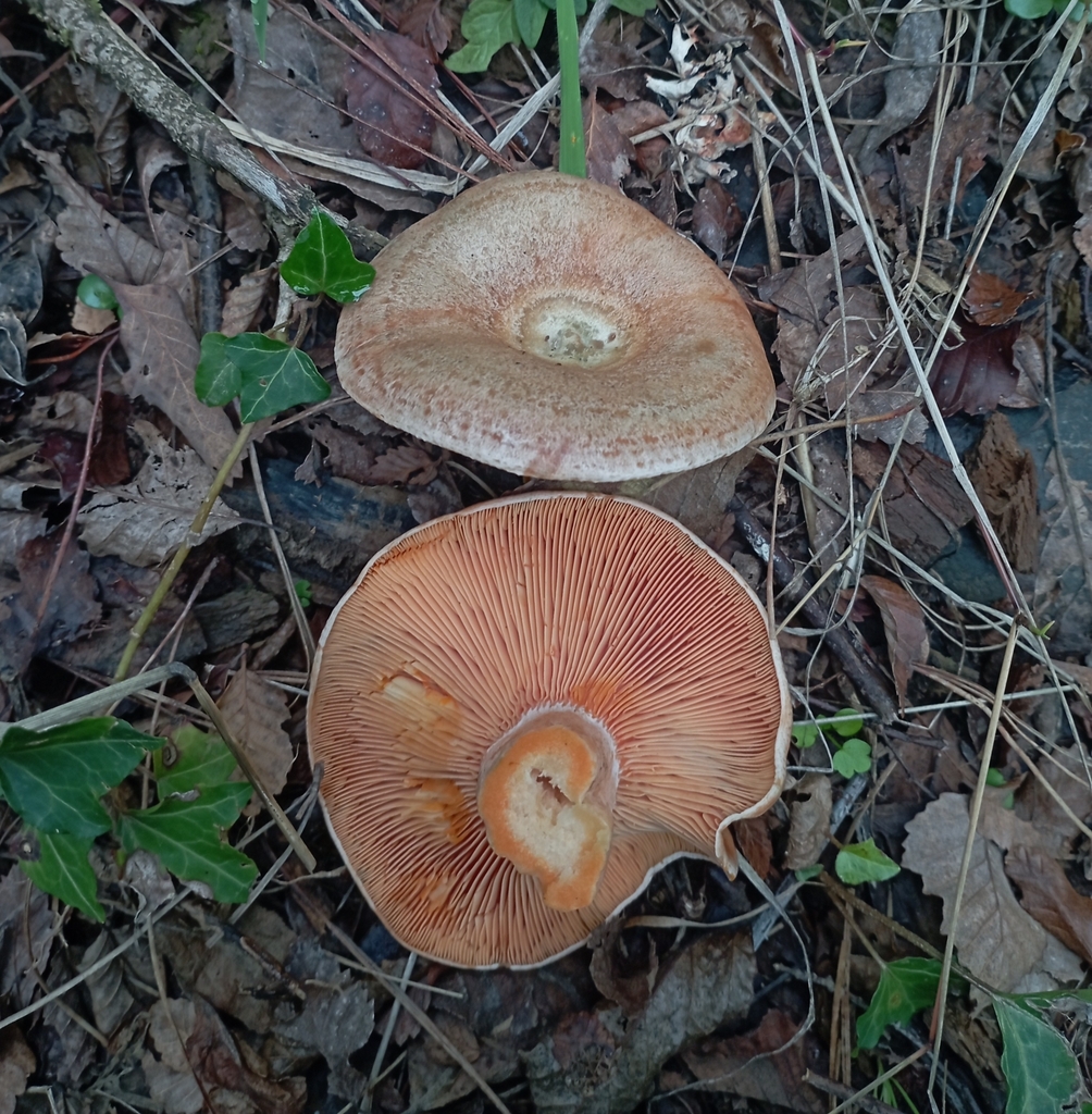 Lactarius quieticolor · April 2023 · photo: © sur_endemico (iNaturalist, cc-by-nc)