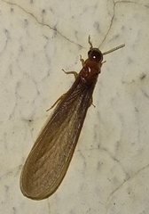 Kalotermitidae