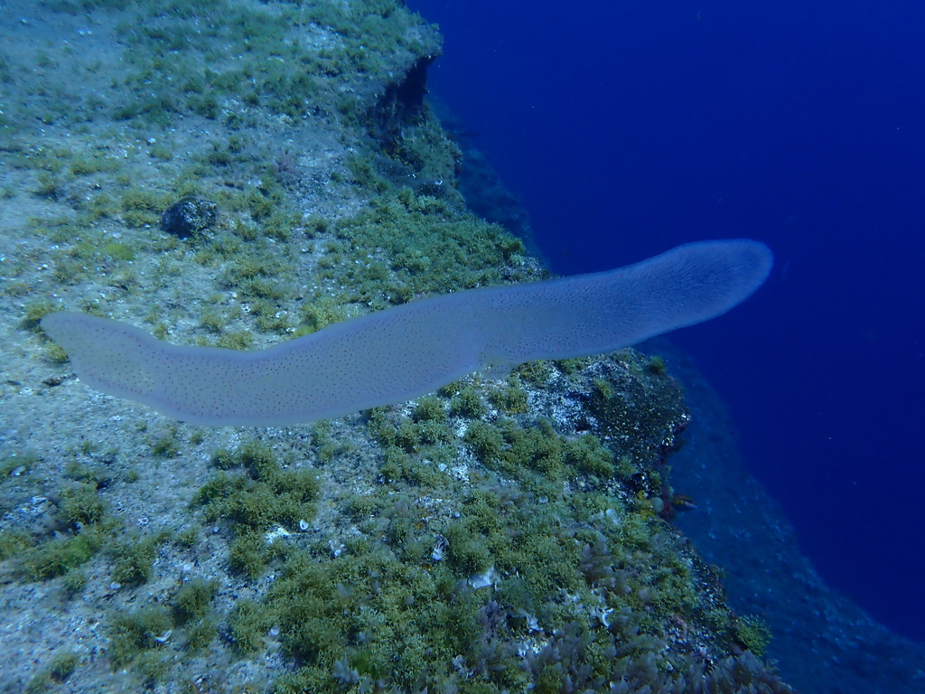 Giant Salp from 38917 La Restinga, Santa Cruz de Tenerife, Spain on ...