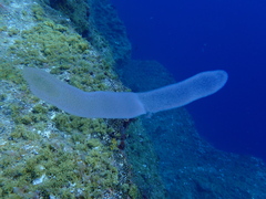 Giant Salp photo 3