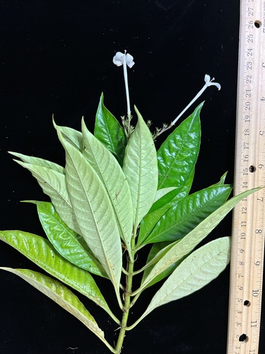 Ophiorrhiza palauensis observed 2022-06-22