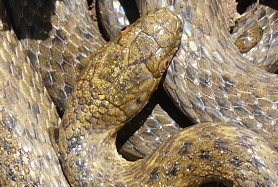 Chin Hills Keelback