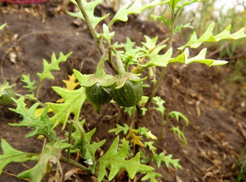 Solanum triflorum iNat (1)