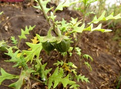Solanum triflorum