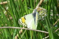 Anthocharis julia flora
