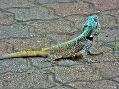Acanthocercus atricollis