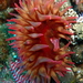 Cribrinopsis albopunctata - Photo (c) sea-kangaroo,  זכויות יוצרים חלקיות (CC BY-NC-ND), הועלה על ידי sea-kangaroo