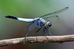 Brachydiplax farinosa