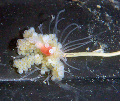 Ectopleura