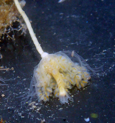 Ectopleura