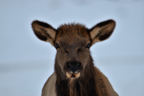 Elk photographed in Utah
