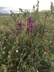 Pedicularis sudetica interior