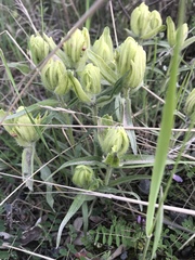 Castilleja pallida caudata
