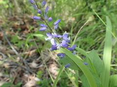 Hebecarpa costaricensis