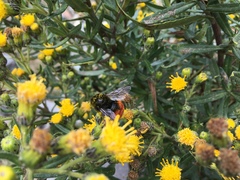 Bombus coccineus
