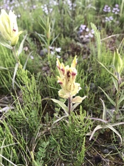 Castilleja pallida caudata