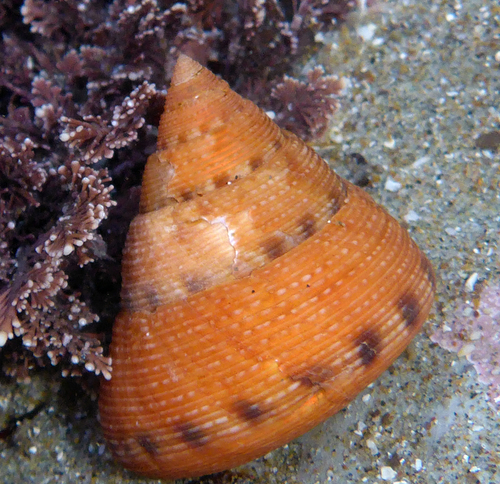 Calliostoma gloriosum Dall, 1871