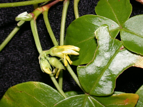 Oxalis gagneorum observed 2003-02-02