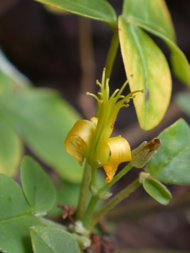 Oxalis gagneorum observed 2003-12-12