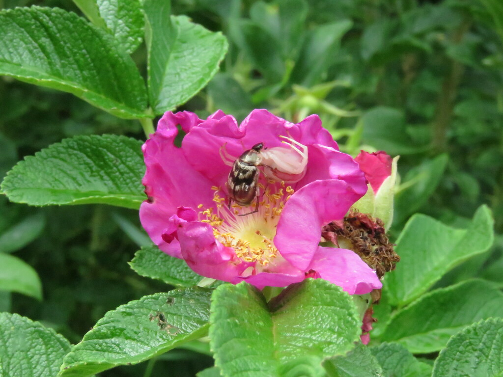 Flower Crab Spiders from 431 E Rd, Milton, VT 05468, USA on July 31