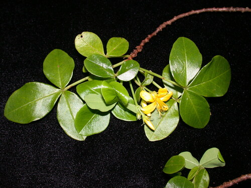 Oxalis gagneorum observed 2003-12-14