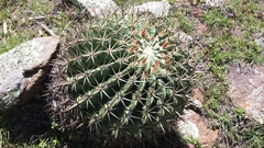 Ferocactus recurvus recurvus