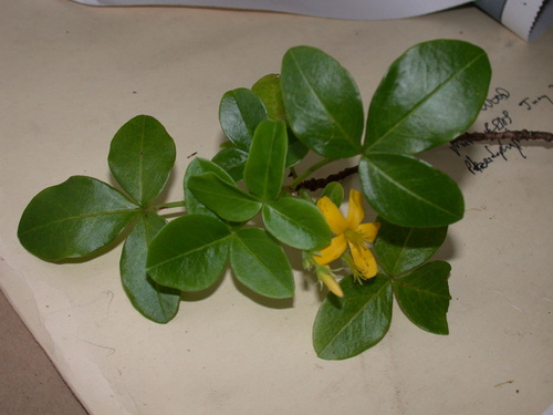 Oxalis gagneorum in life