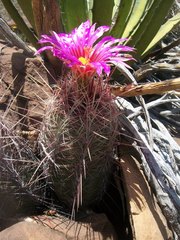 Thelocactus bicolor bicolor