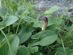 Arisarum