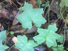 Hydrophyllum canadense