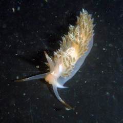 Coryphella cooperi