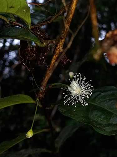 Foto de Uvaia-do-mato