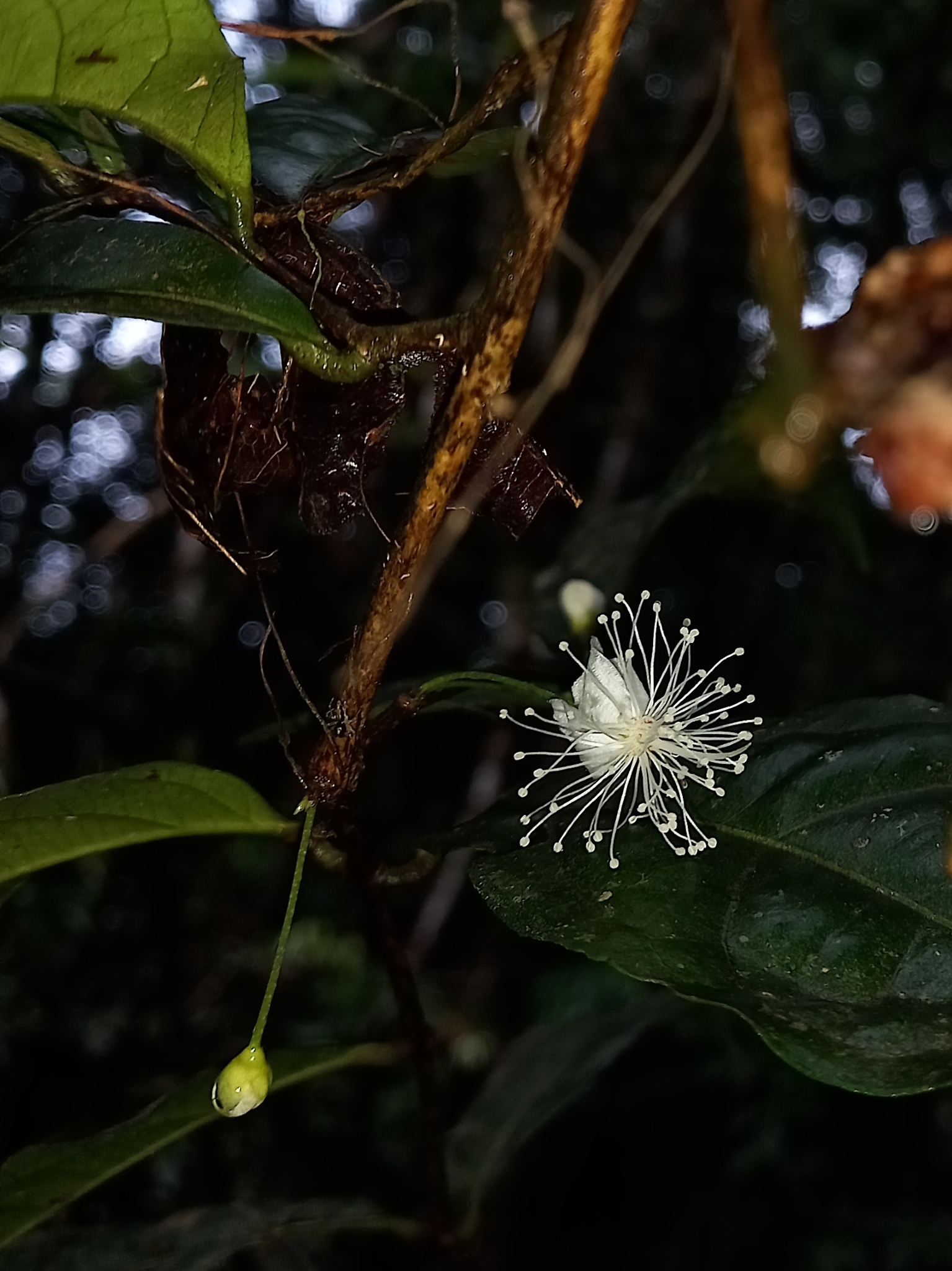 Imagem de Uvaia-do-mato