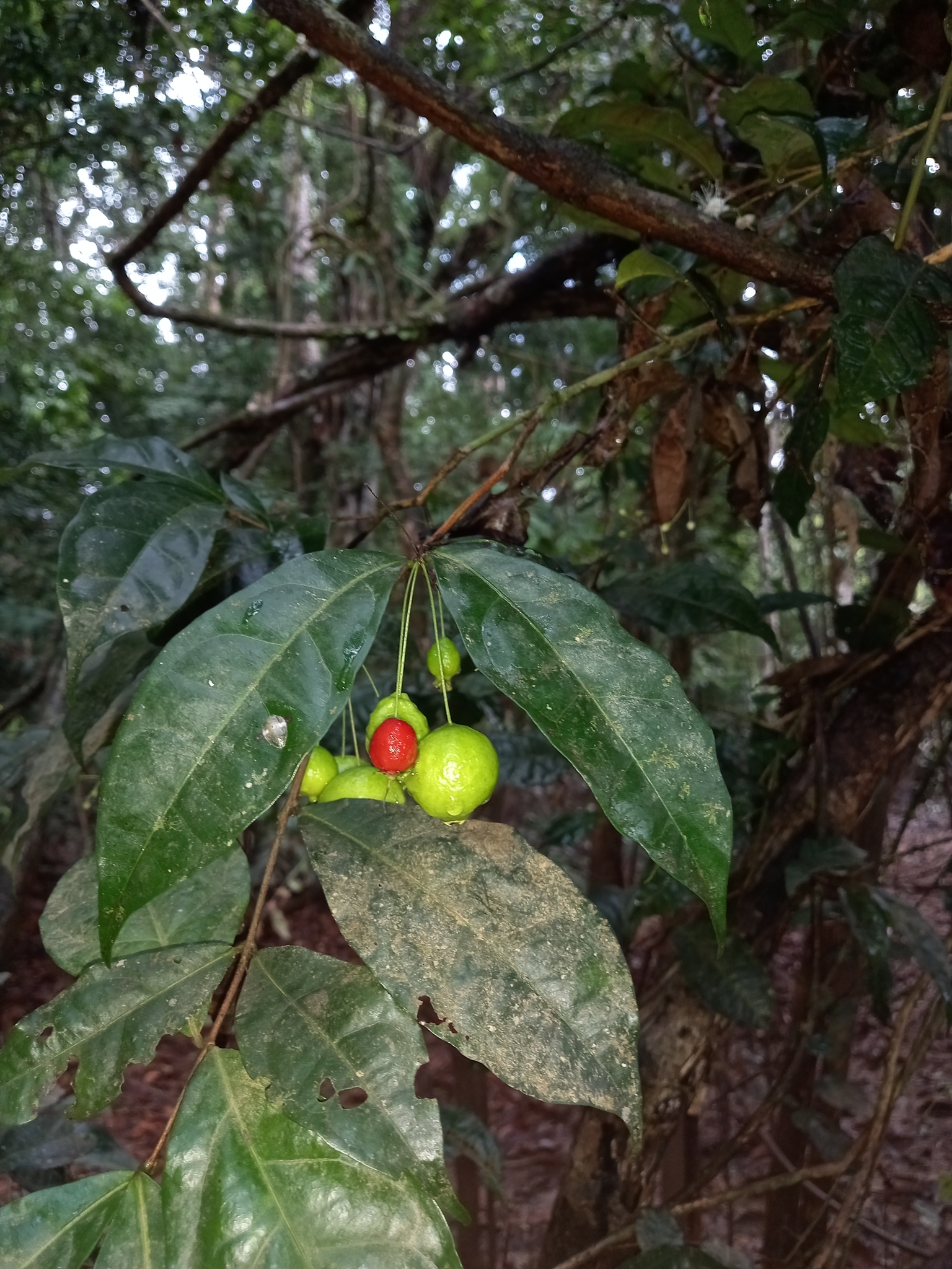 Imagem de Uvaia-do-mato