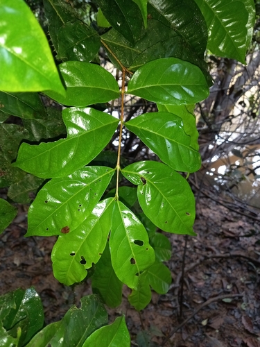 Foto de Uvaia-do-mato