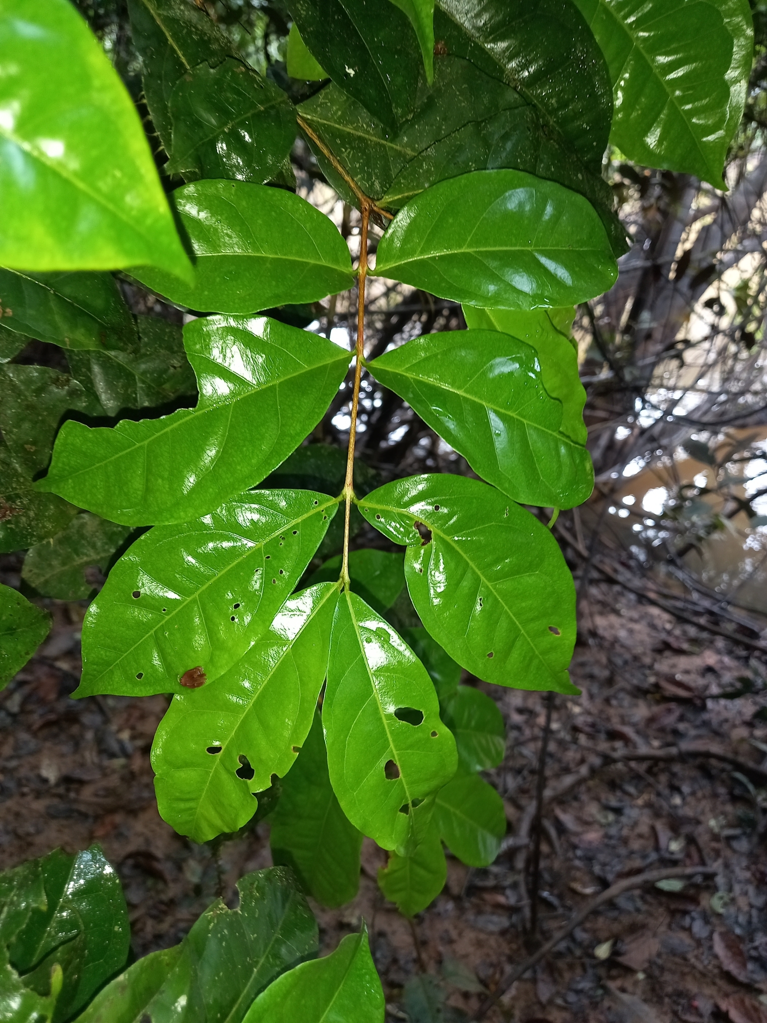 Imagem de Uvaia-do-mato
