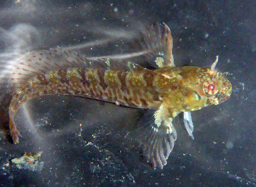 Mussel blenny (Hypsoblennius jenkinsi) — Blenniidae
