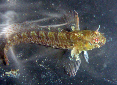 Mossel-slijmvis (Hypsoblennius jenkinsi) — Blenniidae