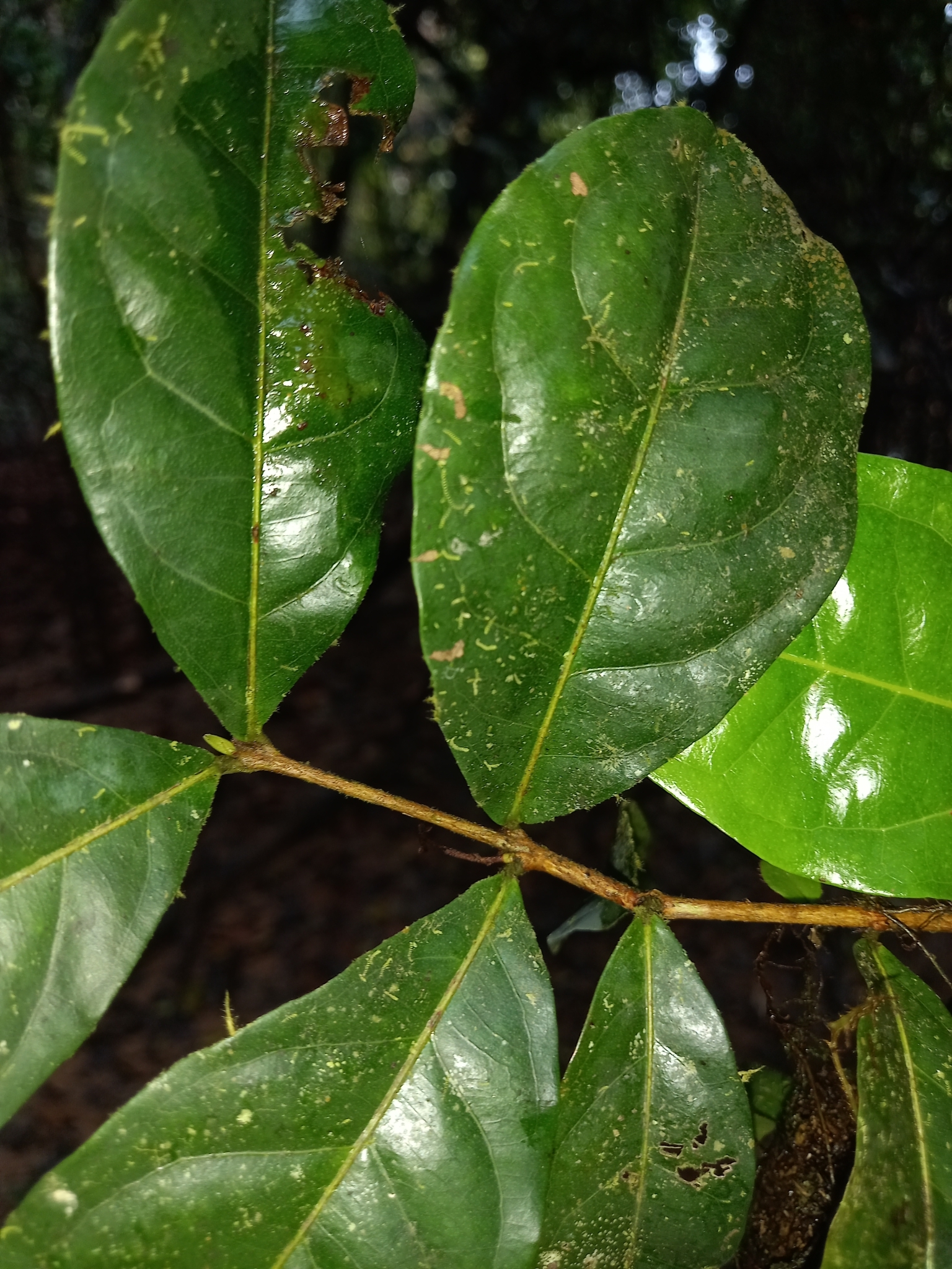 Imagem de Uvaia-do-mato