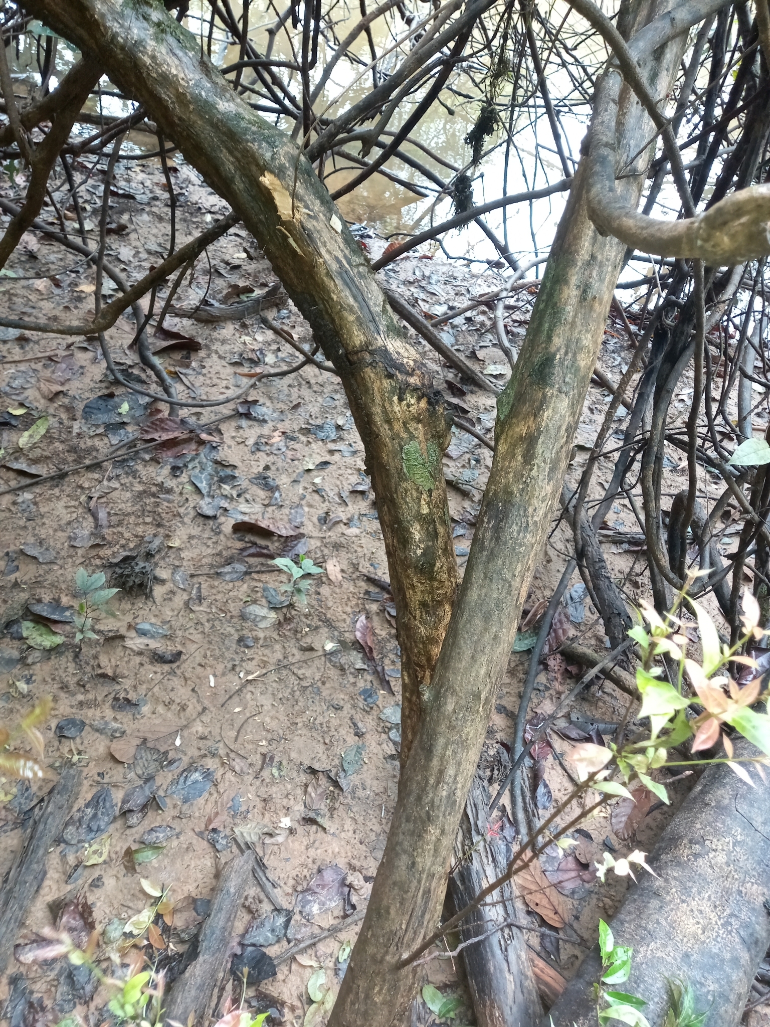 Imagem de Uvaia-do-mato