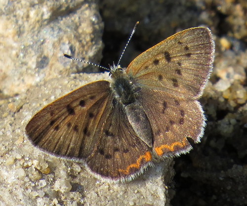 Bog Copper photo 3