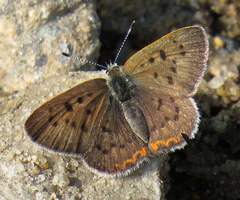 Tharsalea epixanthe