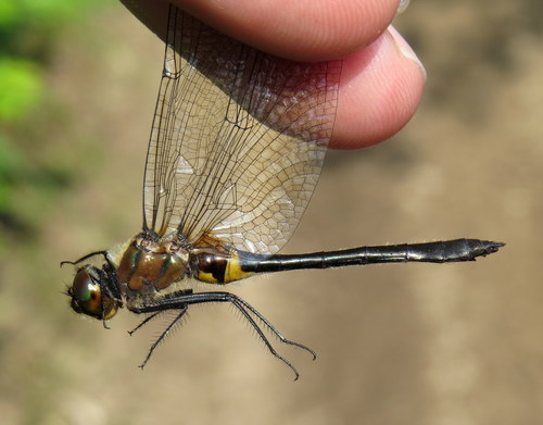 Racket-tailed Emerald photo 3