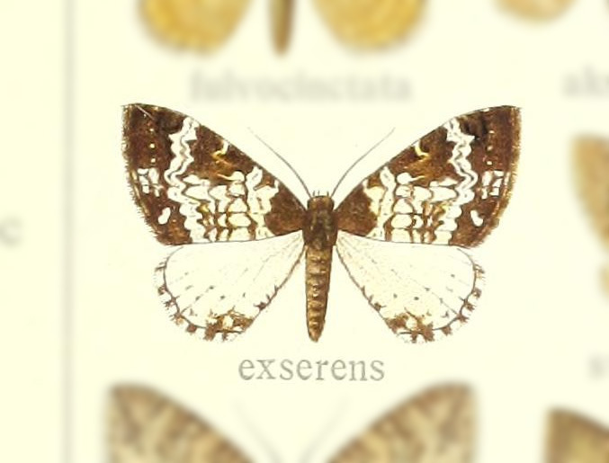 Melanthia exserens