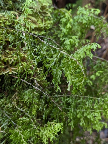 Image of Hymenophyllum recurvum by (c) David Anderson, some rights reserved (CC BY)