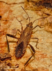Nariscus cinctiventris