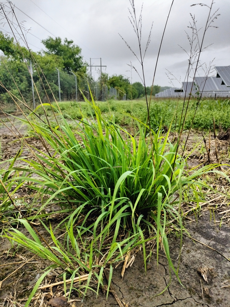 switchgrass from Gainesville, TX 76240, USA on April 26, 2023 at 1139
