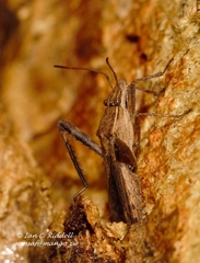 Nariscus cinctiventris