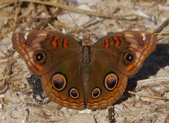 Junonia stemosa
